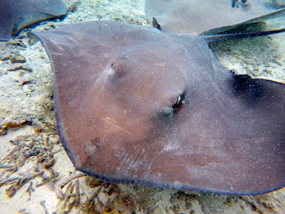 Sting rays in the shallow waters of the Bora Bora lagoon, Moorea, French Polynesia, Society Islands, South Pacific, Cook's Bay, 2020 (photo)