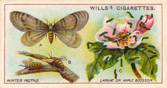 Garden Life: Winter Moths and Larvae (chromolitho)