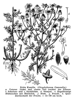 Chamomile