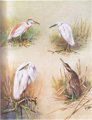 Buff-Backed Heron, Little Egret, Great White Egret, American Bittern  (litho)