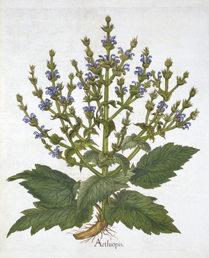 Mediterranean Sage, from 'Hortus Eystettensis', by Basil Besler (1561-1629), pub. 1613 (hand-coloured engraving)