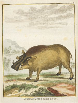 Afrikaansch Bosch-Zwyn.
Wild pig or boar.