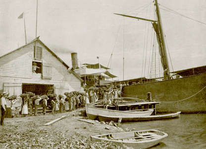 Loading Bananas in Jamaica (b/w photo)