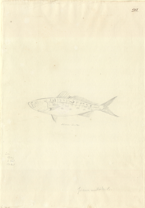 Arripis trutta