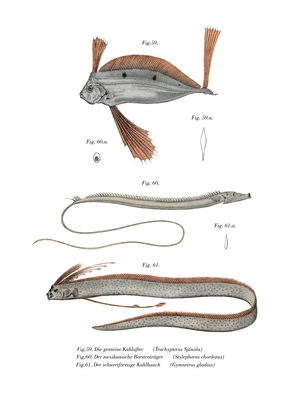 Ribbon Fish (colour litho)