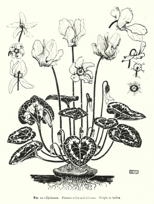 Cyclamen; Flowers white and crimson; Height 10 inches (engraving)