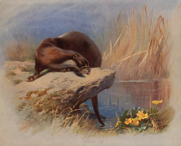 Otter (colour litho)