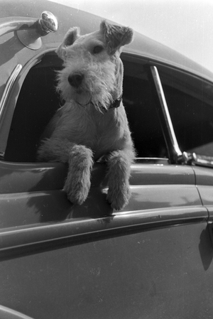Vacation by car and with the dog, Germany 1930s (b/w photo)