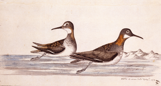 Phalaropus lobatus
