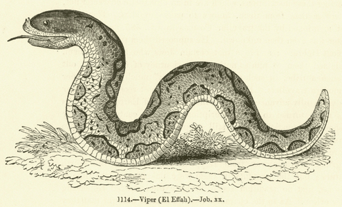 Viper, El Effah, Job xx (engraving)