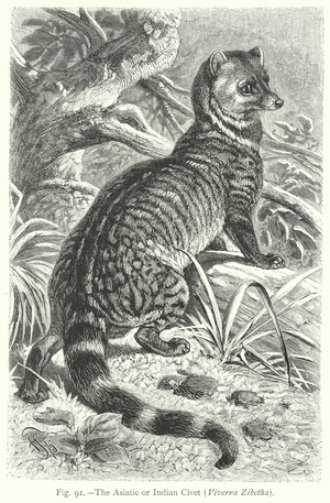 The Asiatic or Indian Civet (Viverra Zibetha) (engraving)