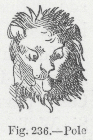 Pole (engraving)