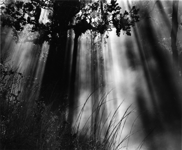Trees and Sunlight, Hawaii, 1978 (silver gelatin print)