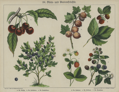 Plants (colour litho)