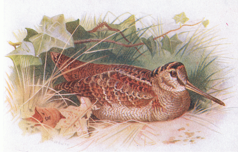 Woodcock, from Birds of the British Isles and Their Eggs published by Frederick Warne & Co Ltd, 1958 (colour litho)