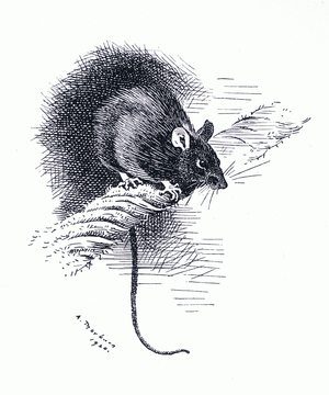 Rat, pub. by Book Club Associates, 1972 (litho)