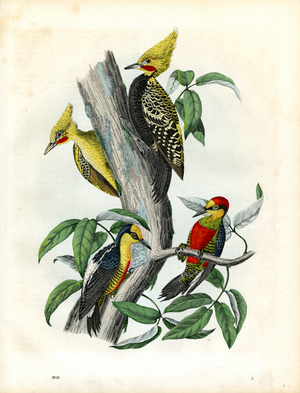 Various Woodpecker Species on a Tree Trunk (engraving)