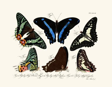 Butterflies, 1783-1806 (coloured engraving)