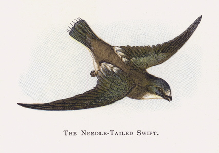The Needle-Tailed Swift (chromolitho)