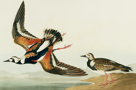 Arenaria interpres, ruddy turnstone, Plate 304 from John James Audubon's Birds of America, original double elephant folio, 1827-30 (hand-coloured aquatint)
