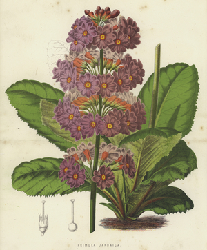 Primula Japonica (chromolitho)