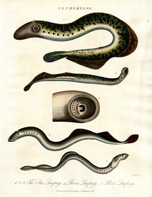 Petromyzon, 1810 (print)