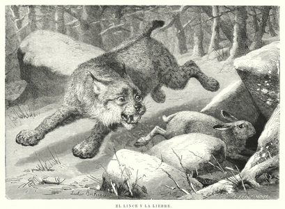 The Lynx and the Hare (litho)