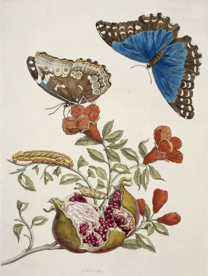 Illustration from 'Insects of Surinam', 1726 (hand-coloured engraving)