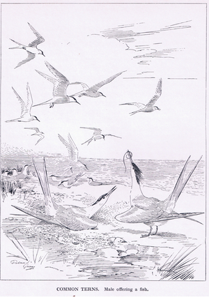 Common Terns: male offering a fish (litho)