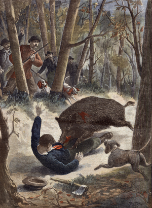 In France, Victor Bergeret, lumberjack, killed by a wild boar wounded by hunters, illustration from french newspaper "Le Petit Journal" december 8, 1901
