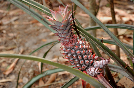 A pineapple (Ananas comosus) (photo)