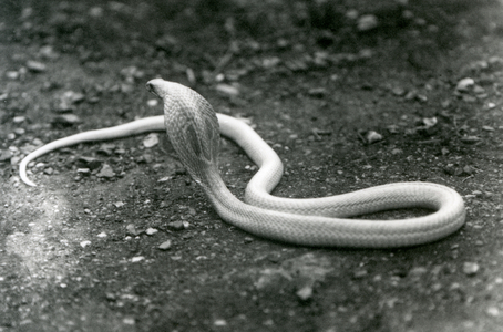 An albino Indian/Spectacled/Asian/Binocellate Cobra with its head raised and hood spread, London Zoo, September 1924 (b/w photo)