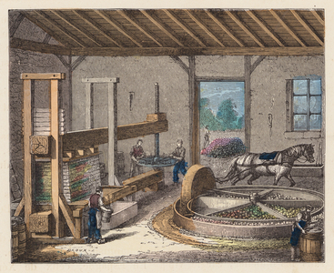 Cider making (coloured engraving)