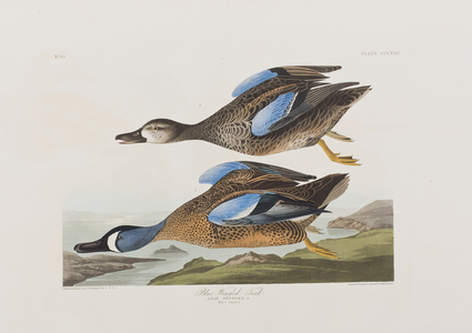 Illustration from 'Birds of America', 1827-38 (hand-coloured engraving & aquatint)