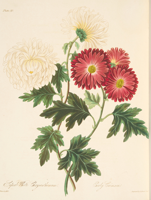 Superb White Chrysanthemum and Early Red, from Floral Illustrations of the Seasons, pub. 1829 (hand coloured engraving)