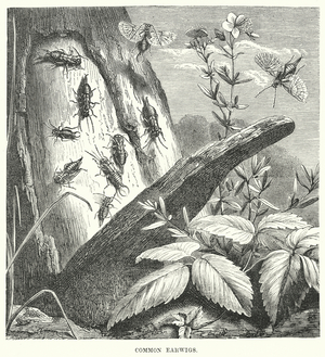 Common Earwigs (engraving)