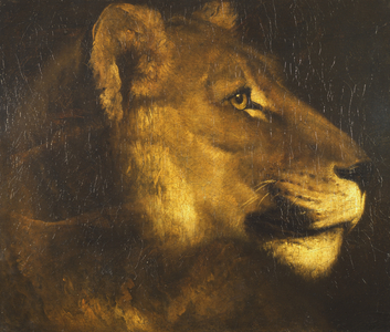 Head of a Lioness (oil on canvas)
