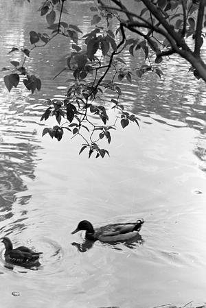 Ducks swimming in a pond in Ludwigsburg, Germany 1930s (b/w photo)