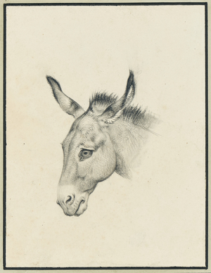 Head of a donkey, 1796 (black chalk and grey wash)