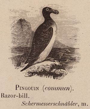 Le Vocabulaire Illustre: Pingouin (commun); Razor-bill; Schermesserschnabler (engraving)