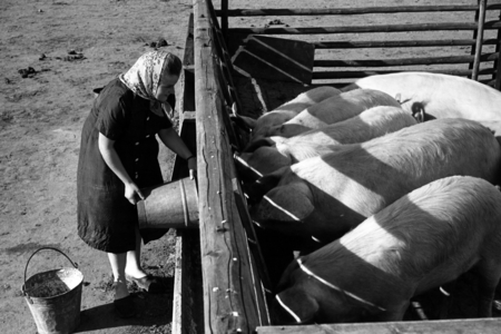 31.05.1950, Dresden, District of Dresden, German Democratic Republic (GDR) ..., 1950 (photo)
