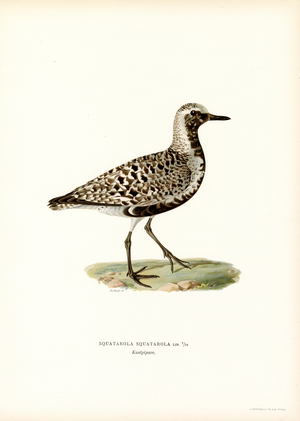 Grey Plover (colour litho)