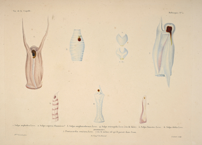 1. Salpa Nephodea, and other zoophytes.