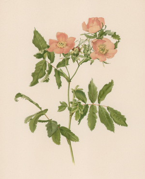 English Rose (colour litho)
