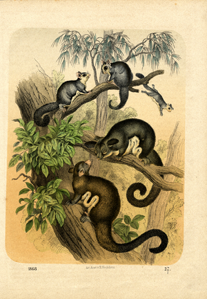 Opossums in a Tropical Forest (hand-coloured copper engraving)