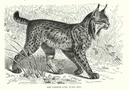 Pardine lynx (engraving)