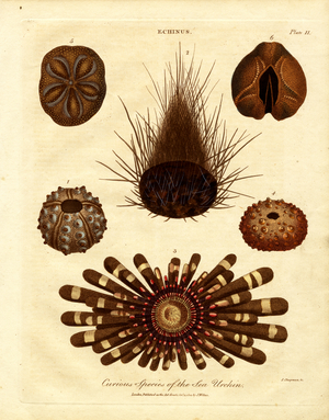 Curious Species of Sea Urchin, 1810 (print)