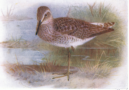 Wood Sandpiper, from Birds of the British Isles and Their Eggs published by Frederick Warne & Co Ltd, 1958 (colour litho)