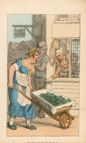 Cucumbers (coloured engraving)