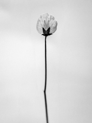 Amid the Flowers 26, 2021 (b/w photo)
